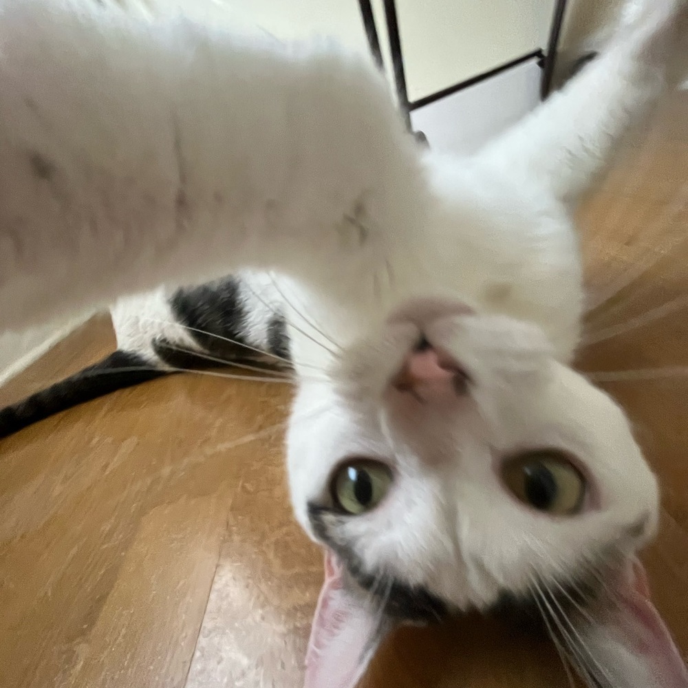 Meet your Posher, Samantha